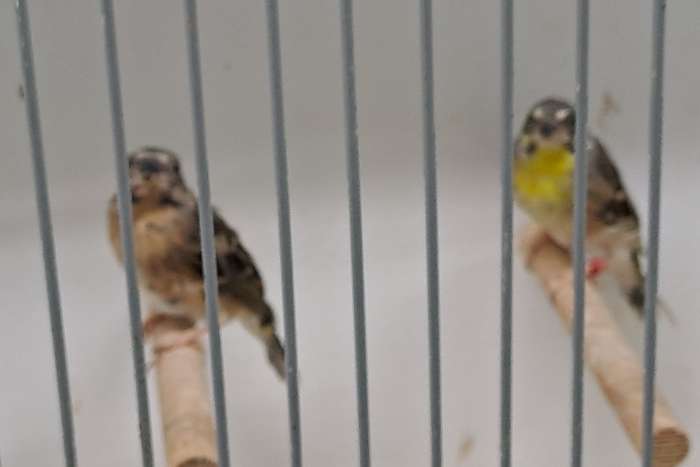 citroenborst edelzanger