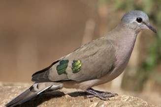 bronsvlekduifjes 2025