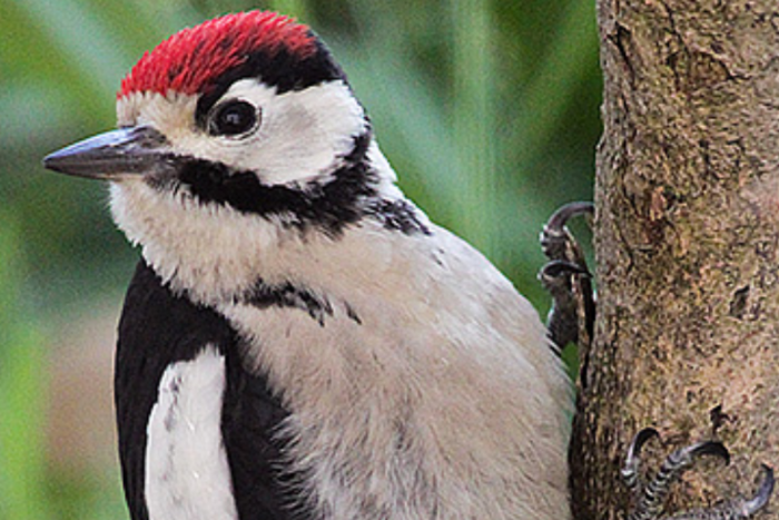 draaihals - kleine bonte specht