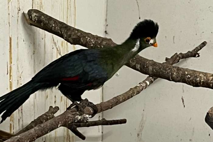 0-1 witwangtoerako 25