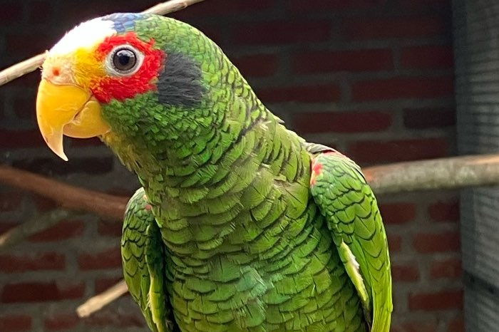 geelteugelamazone pop