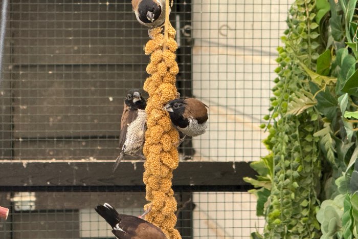 molukken bronzemannen