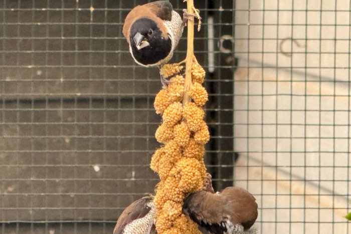 molukken bronzemannen