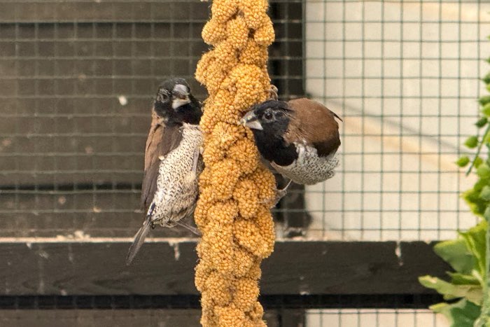 molukken bronzemannen