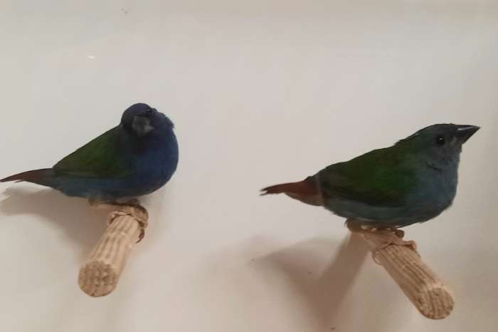 forbes papegaaiamadine en cubavinken