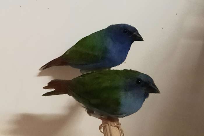 forbes papegaaiamadine en cubavinken