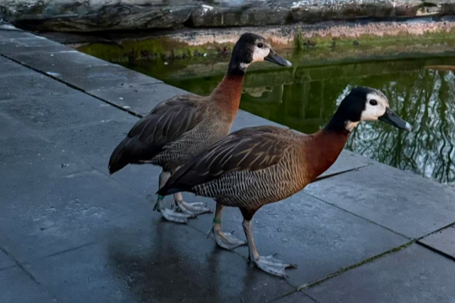 witwangfluiteenden (koppel)