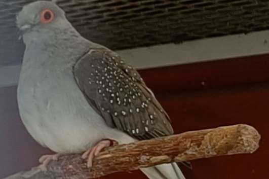 diamandduifjes diverse kleuren