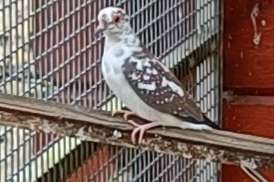 diamandduifjes diverse kleuren