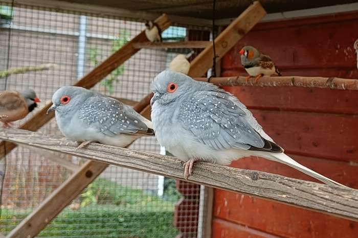 diamandduifjes diverse kleuren
