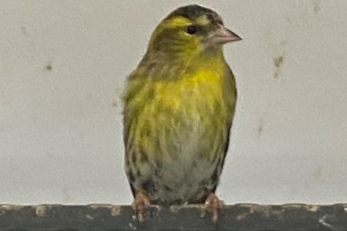 wildkleur sijs man 2023