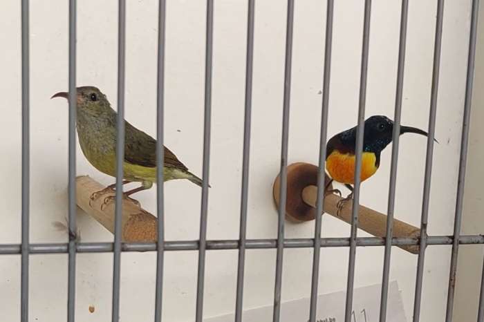 sunbird, honigvogel, souimange