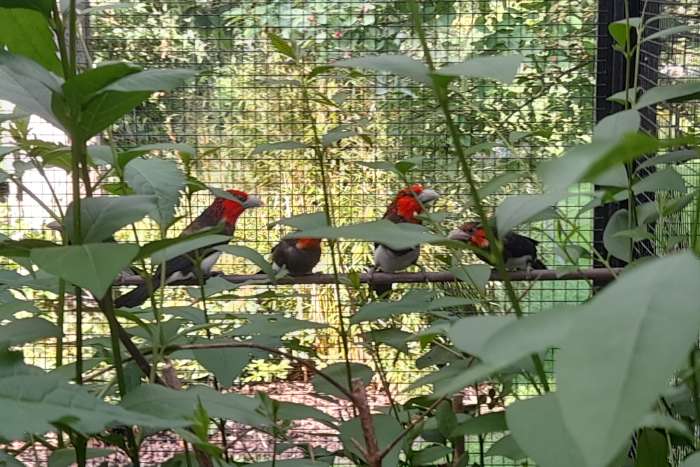 1-1 bruinborstbaardvogels