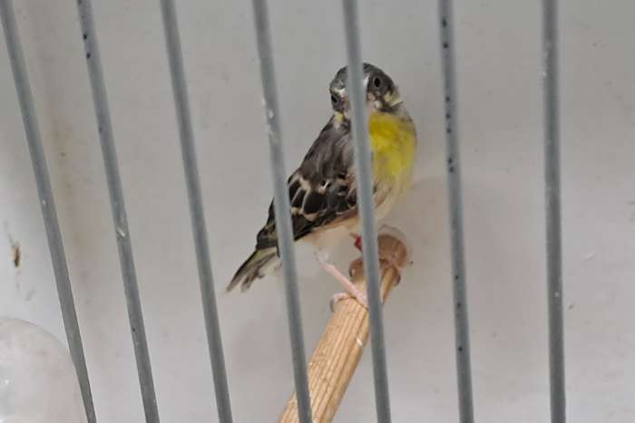 citroenborst edelzanger man