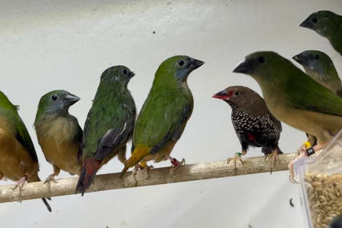 10-10 erythrura prasina