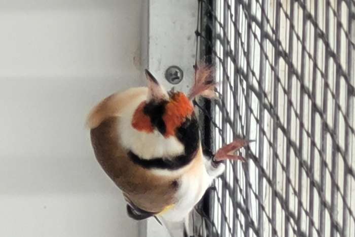 te koop e.k majoorputters 2025.