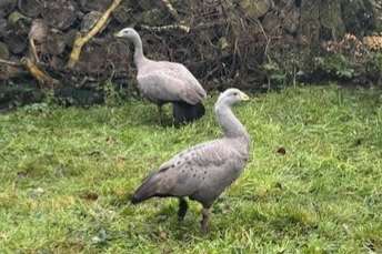 1-1 cereopsisganzen hoenderganzen 2023