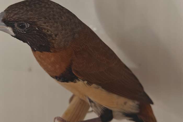 bruinborstrietvinken poppen