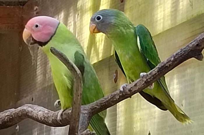 bloesemkopparkiet (psittacula roseata)