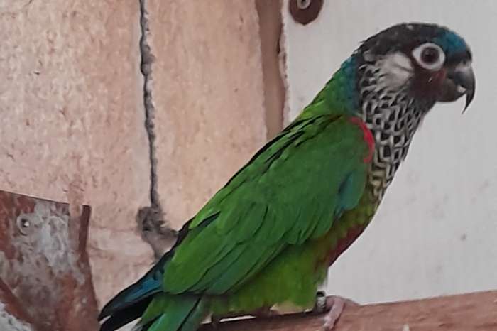 pyrrhura picta picta pop