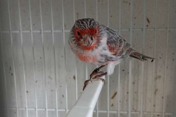 zwart opaal rood mozaiek