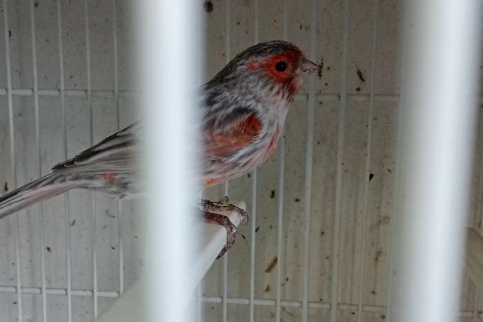 zwart opaal rood mozaiek