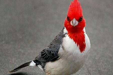 roodkuifkardinalen. te koop.