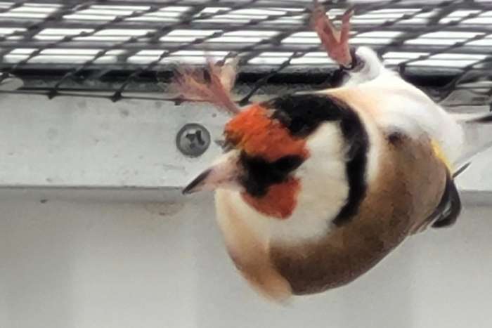 majoor putters 2025 wildkleur.