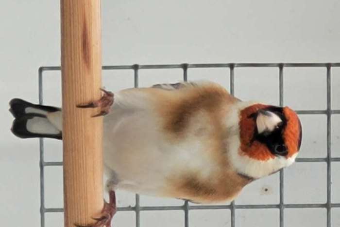 majoor putters 2025 wildkleur.