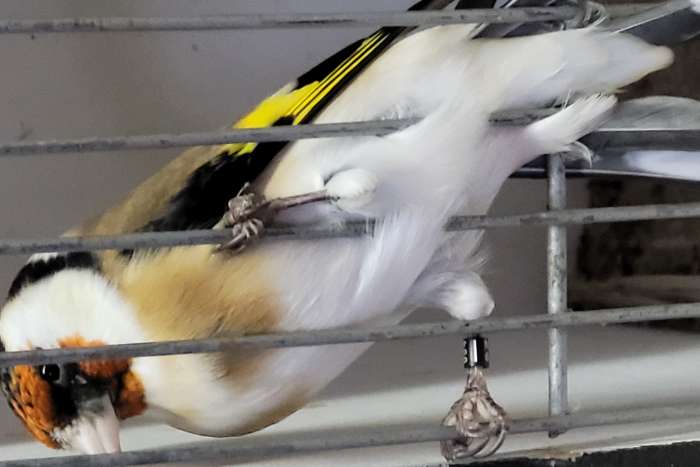 majoor putters 2025 wildkleur.