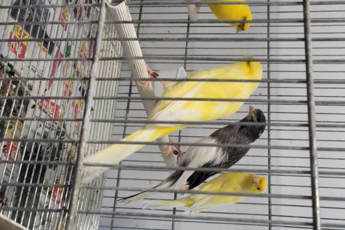 iranse canaries.rasmi