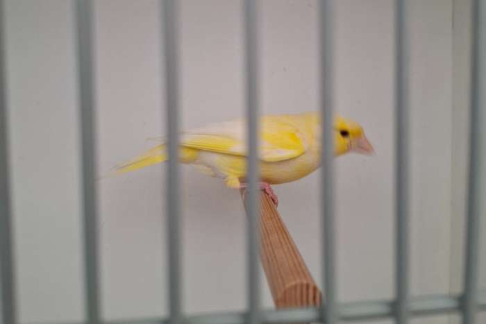 satinet groenling man