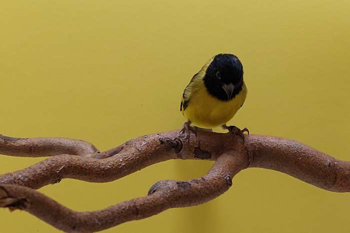 zwartkopsijs split bruin