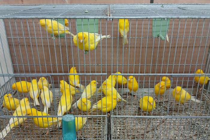 lipochroom kanaries geel intensief