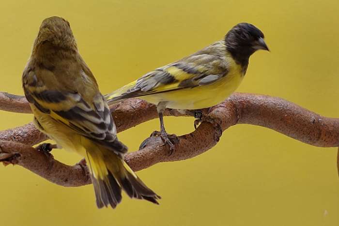 zwartkopsijzen silice