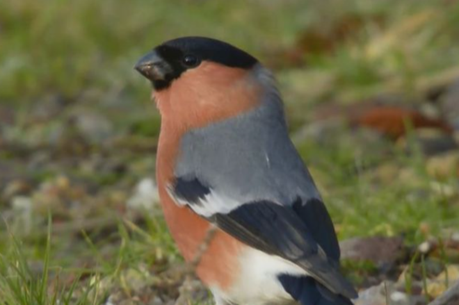 gevraagd europese cultuur vogels
