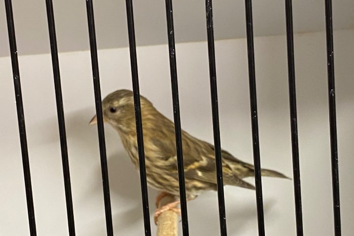 wk sijs / bruin x bruin ivoor pop