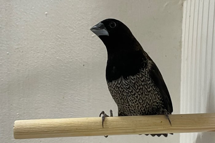 japanse meeuwen zwartbruin