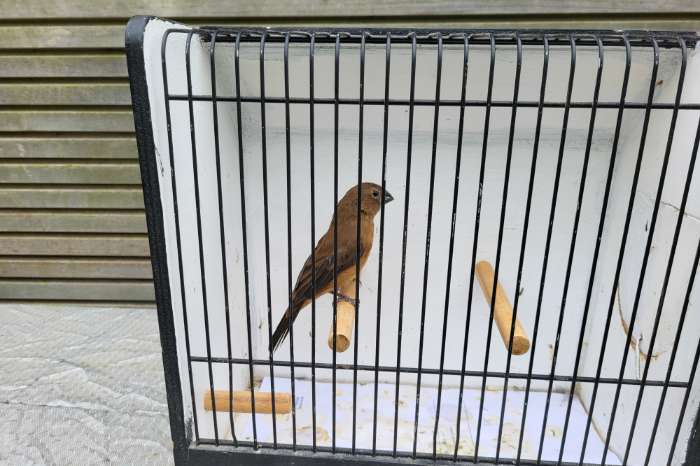 braziliaanse blauwe bisschop man 2025