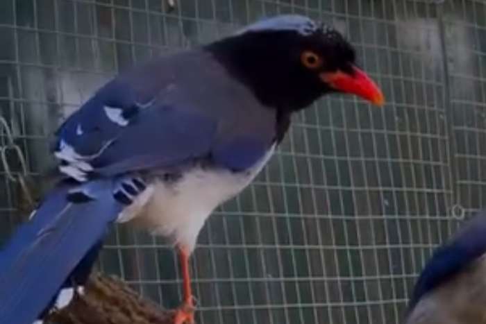 urocissa erythroryncha