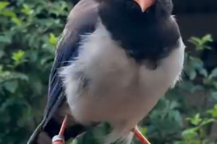 urocissa erythroryncha