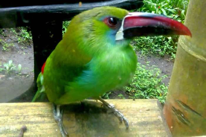 aulacorhynchus haematopygus