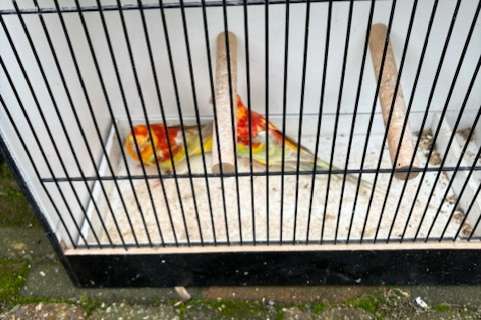 laatste roodruggen 2025