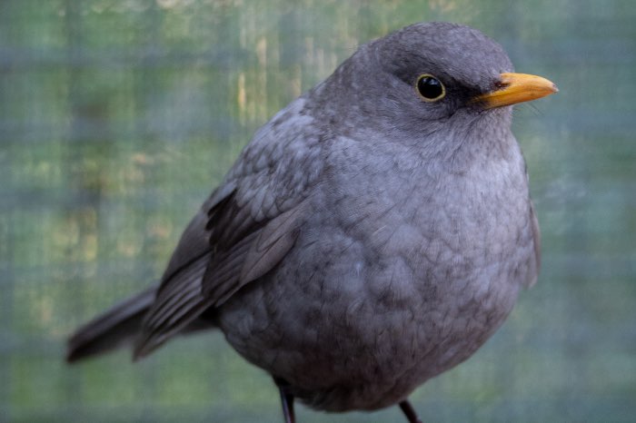 merel kleurmutatie - grijs pastel 2025 man  (split wit en bruin)