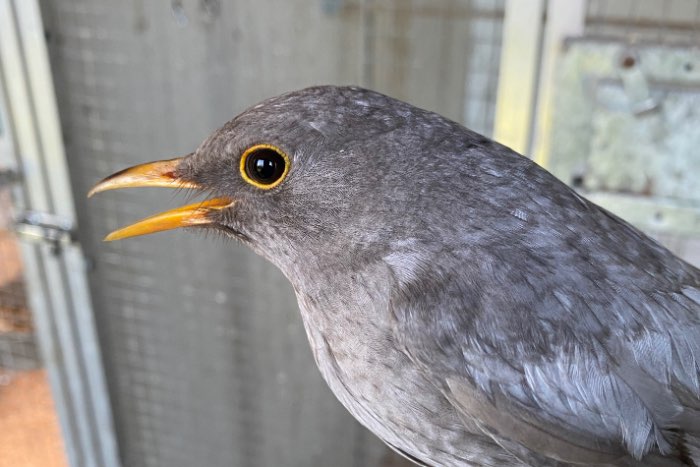 merel kleurmutatie - grijs pastel 2025 man (split wit en bruin)