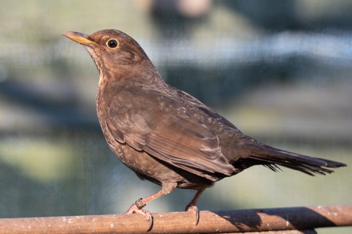 merel kleurmutatie - bruin  2025 pop  split wit en grijs pastel