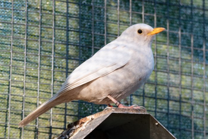 merel kleurmutatie - wit  2025 pop (split pastel en  bruin)