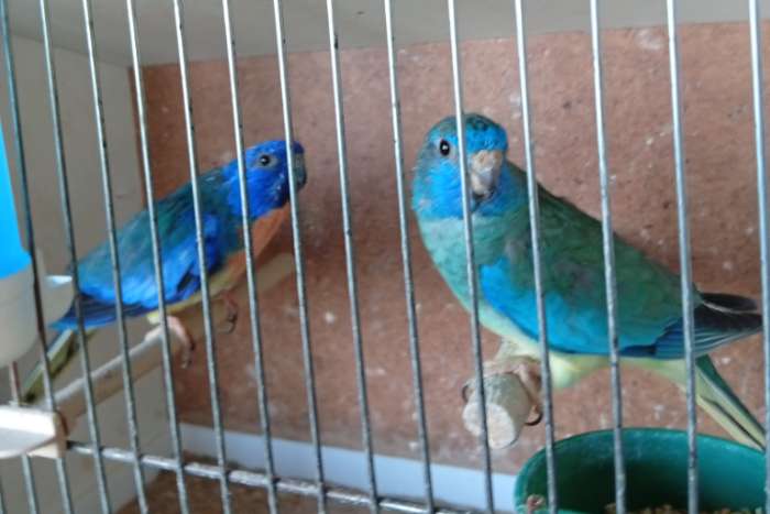 splendid turquoise 21