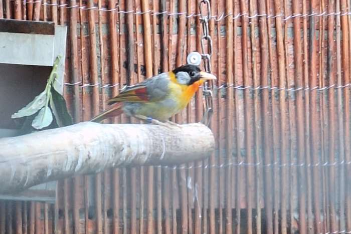 zilveroor nachtegaal