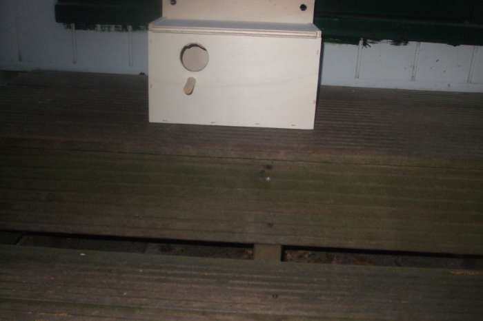 grasparkieten en engelse grasparkietenblokken ageponiden